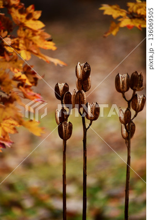 紅葉する森に残るオオウバユリ 紅葉する森に残るオオウバユリ 136069505
