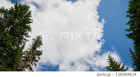 Bright blue sky with cloud, framed by green canopy, evokes outdoor meditation, forest hike, travel lifestyle fluffy cumulus texture, crisp contrast, sunlit leaf silhouettes 136069614