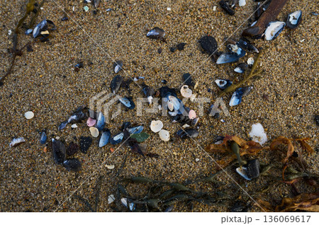Shoreline litter summary. Ocean bed scraps and surfaces. Marine habitat with shells and algae present. Overview of coastal waste and seabed textures along with marine life Shoreline litter summary. Ocean bed scraps and surfaces. Marine habitat with shells and algae present. Overview of coastal waste and seabed textures along with marine life 136069617
