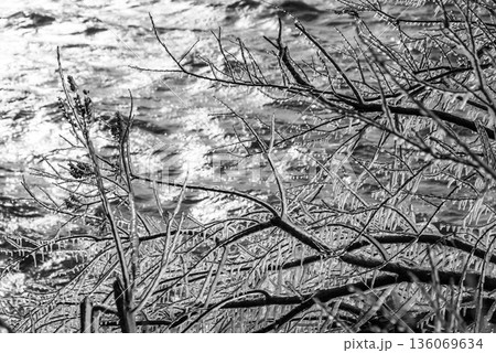 枝についたしぶき氷ときらめく湖面　a-3 モノクロ 136069634