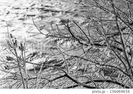 枝についたしぶき氷ときらめく湖面 b-3 モノクロ 枝についたしぶき氷ときらめく湖面 b-3 モノクロ 136069638