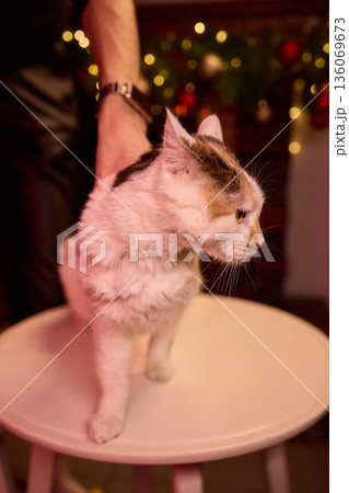 A Charming Cat, Comfortably Held in Hands, Showcasing Its Striking Eyes A Charming Cat, Comfortably Held in Hands, Showcasing Its Striking Eyes 136069673