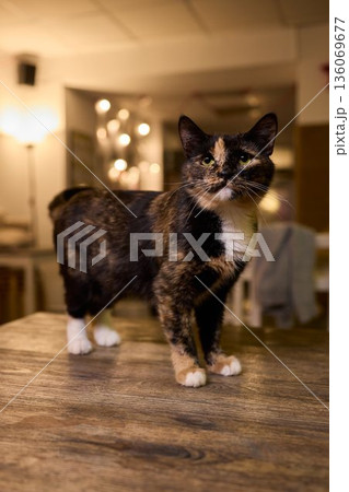 A Cute Cat lounging comfortably in a Bright and inviting Living Room filled with light A Cute Cat lounging comfortably in a Bright and inviting Living Room filled with light 136069677