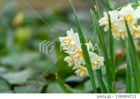水辺に咲く八重咲きの白い水仙 136069721
