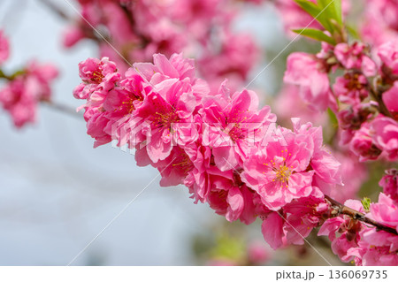 枝いっぱいに咲き誇る濃いピンク色の八重桜 136069735