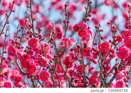 青空に映える鮮やかな赤色の紅梅 136069736