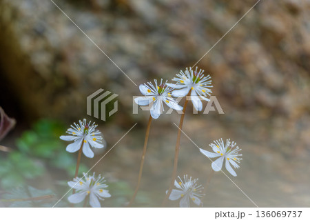 落ち葉の間から顔を出す可憐なバイカオウレンの花 落ち葉の間から顔を出す可憐なバイカオウレンの花 136069737
