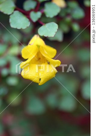 雨に濡れたインパチェンス・レペンスの花 136069951