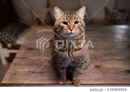 A Cute Cat lounging comfortably in a Bright and inviting Living Room filled with light 136069984
