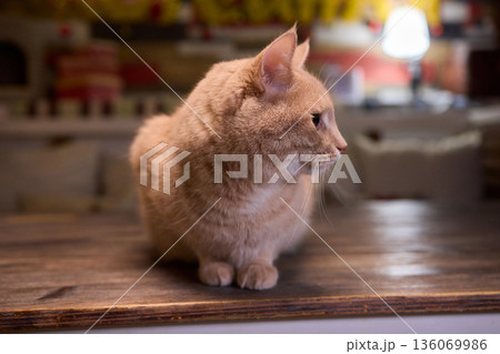 A Cute Cat lounging comfortably in a Bright and inviting Living Room filled with light 136069986
