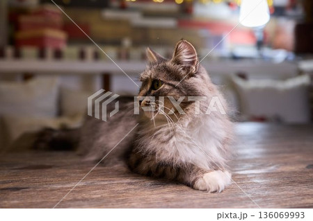 A Cute Cat lounging comfortably in a Bright and inviting Living Room filled with light A Cute Cat lounging comfortably in a Bright and inviting Living Room filled with light 136069993