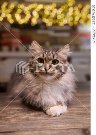 A Cute Cat lounging comfortably in a Bright and inviting Living Room filled with light A Cute Cat lounging comfortably in a Bright and inviting Living Room filled with light 136070019