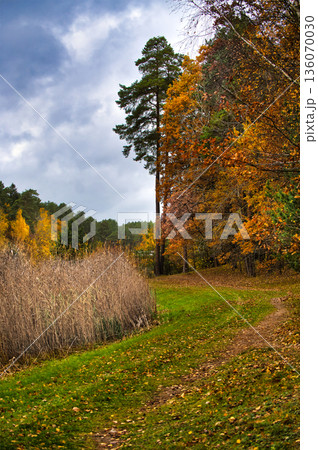 Scenic autumn forest pathway with colorful foliage and serene landscape under a cloudy sky Scenic autumn forest pathway with colorful foliage and serene landscape under a cloudy sky 136070030