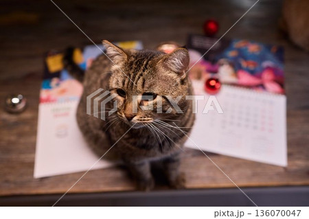 A Cute Cat lounging comfortably in a Bright and inviting Living Room filled with light A Cute Cat lounging comfortably in a Bright and inviting Living Room filled with light 136070047