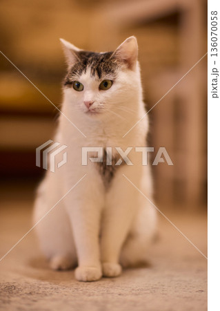 Poised white cat observing surroundings. Upright white feline displaying careful attention. Focused and lively white cat with delicate markings in comfortable home setting 136070058