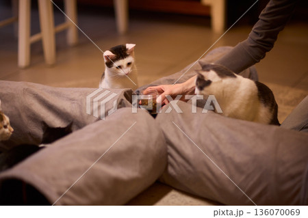 Black and white kitten hides playfully. Tiny kitten peeks from pillow with gentle glow. Adorable black and white kitten mischievously emerges from cushion as hand offers food 136070069
