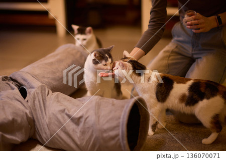 Black and white kitten hides playfully. Tiny kitten peeks from pillow with gentle glow. Adorable black and white kitten mischievously emerges from cushion as hand offers food 136070071