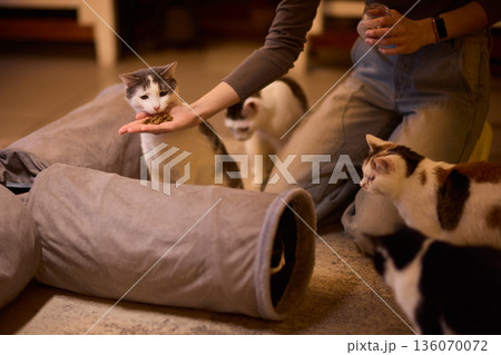 Black and white kitten hides playfully. Tiny kitten peeks from pillow with gentle glow. Adorable black and white kitten mischievously emerges from cushion as hand offers food 136070072