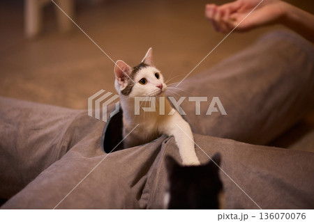 Black and white kitten hides playfully. Tiny kitten peeks from pillow with gentle glow. Adorable black and white kitten mischievously emerges from cushion as hand offers food Black and white kitten hides playfully. Tiny kitten peeks from pillow with gentle glow. Adorable black and white kitten mischievously emerges from cushion as hand offers food 136070076