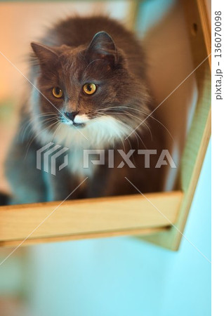 Furry amber eyed feline portrait. Close view of soft gray cat with expressive amber gaze. Portrait of fuzzy gray feline with piercing amber eyes and intricate whiskers Furry amber eyed feline portrait. Close view of soft gray cat with expressive amber gaze. Portrait of fuzzy gray feline with piercing amber eyes and intricate whiskers 136070098