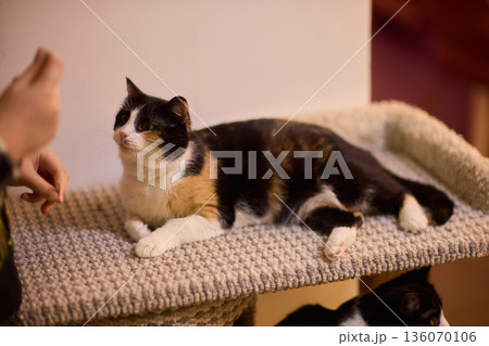 Cat sprawled on perch under warm light. Relaxed pet lying on ledge in gentle illumination. Tranquil cat rests casually on high perch bathed in soft ambient glow 136070106