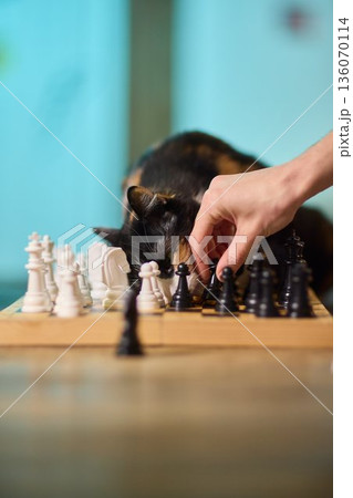Playful feline pauses ongoing game. Mischievous cat causes disturbance during match. An active and mischievous cat interrupts and disturbs entire gaming session unexpectedly 136070114