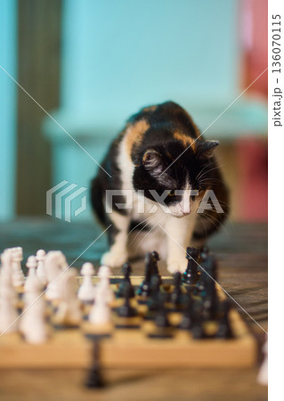 Playful feline pauses ongoing game. Mischievous cat causes disturbance during match. An active and mischievous cat interrupts and disturbs entire gaming session unexpectedly 136070115