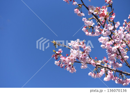 河津桜 河津桜 136070136