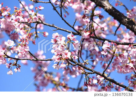 河津桜 河津桜 136070138