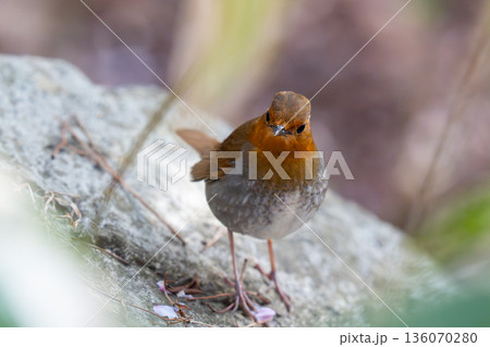 岩の上であたりの様子を伺っているコマドリ 136070280
