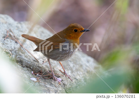 岩の上であたりの様子を伺っているコマドリ 136070281