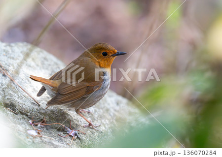 岩の上であたりの様子を伺っているコマドリ 136070284