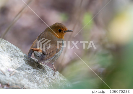 岩の上であたりの様子を伺っているコマドリ 136070288