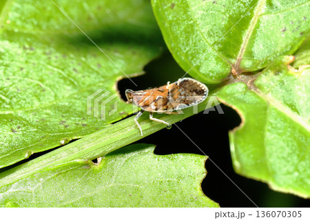 オビカワウンカ 136070305