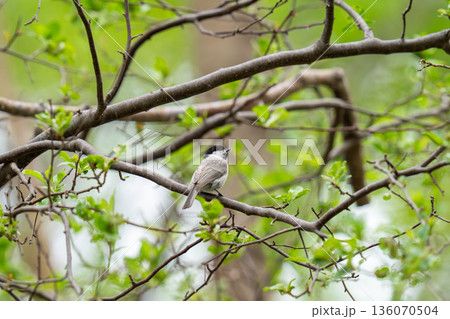 木の枝にとまって当たりの様子を伺っているハシブトガラ 136070504