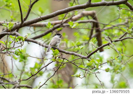 木の枝にとまって当たりの様子を伺っているハシブトガラ 136070505