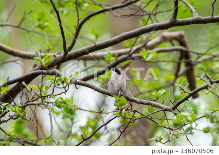 木の枝にとまって当たりの様子を伺っているハシブトガラ 136070506