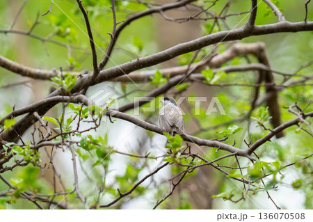 木の枝にとまって当たりの様子を伺っているハシブトガラ 136070508