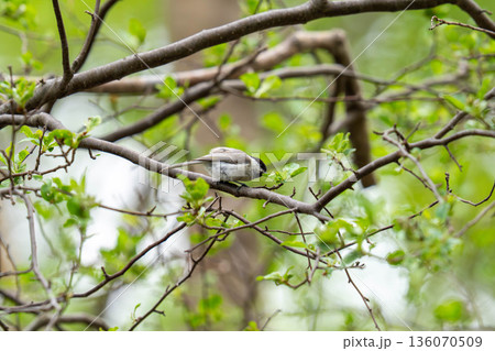 木の枝にとまって餌を探しているハシブトガラ 136070509