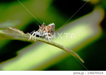 オビカワウンカ オビカワウンカ 136070524