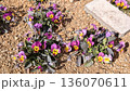 花壇に植えられたビオラの花 136070611