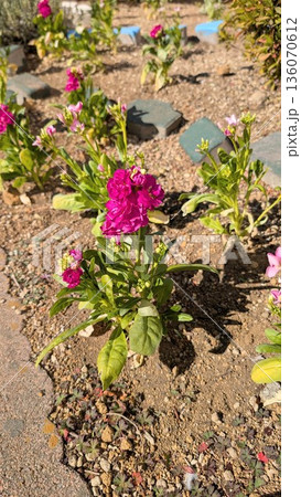 花壇に植えられたピンクの花 136070612