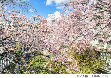 静岡県熱海市　あたみ桜　糸川遊歩道　2月上旬 136070645