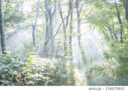 新緑の森に光芒が差し込む風景 大山鏡ヶ成 新緑の森に光芒が差し込む風景 大山鏡ヶ成 136070691