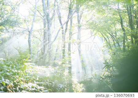 新緑の森に光芒が差し込む風景　大山鏡ヶ成 136070693