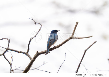 木の枝にとまって当たりの様子を伺っているオオルリ 136070892