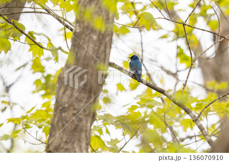 木の枝にとまって当たりの様子を伺っているオオルリ 136070910