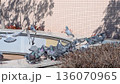 陽だまりでくつろぐ鳩の群れ 136070965