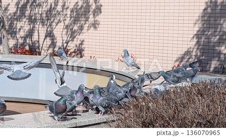陽だまりでくつろぐ鳩の群れ 陽だまりでくつろぐ鳩の群れ 136070965