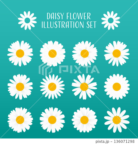 白色デイジーの花のベクターイラストレーションセット。 136071298